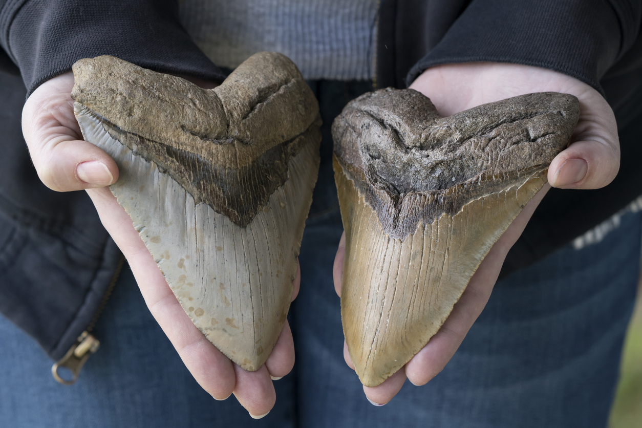 En la actualidad, los dientes de megalodón son muy apreciados por los coleccionistas.