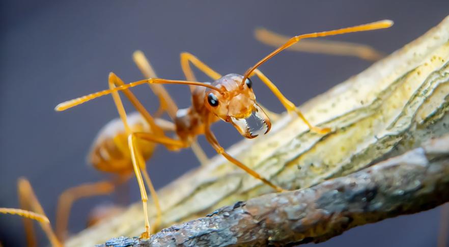 Hormigas que escupen ácido invaden una ciudad de Australia