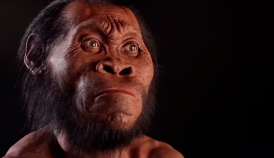 Reconstrucción computarizada de un Homo Naledi.