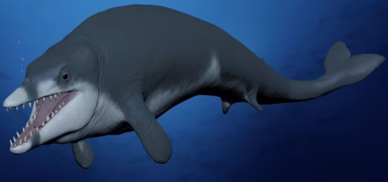 Recreación de la ballena basilosáurido Tutcetus rayanensis en el Océano Tethys del actual Egipto.