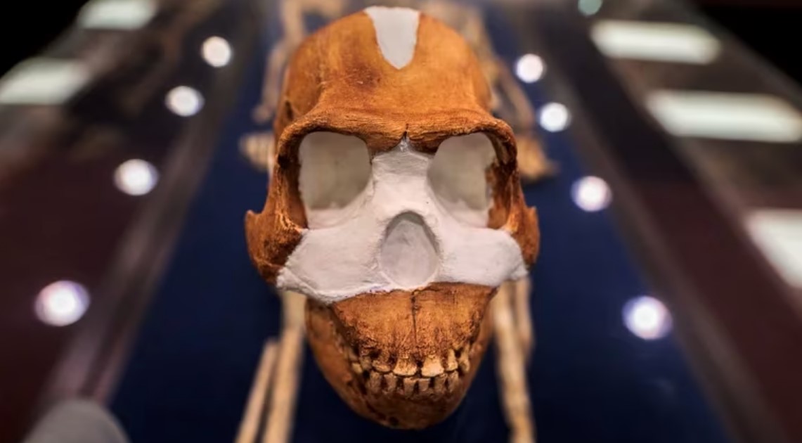 Reproducción del cráneo del Homo Naledi.
