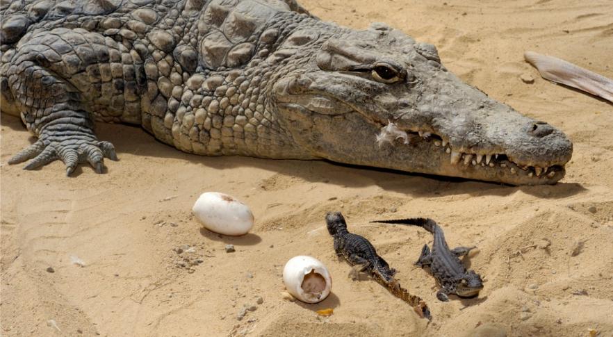 ‘Nacimiento virgen’: un cocodrilo de Costa Rica puso huevos sin necesidad de un macho