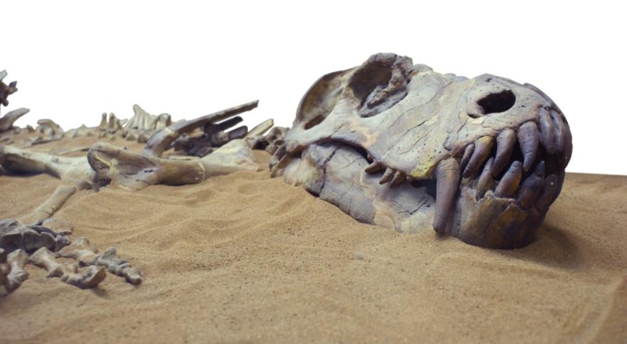 Antepasados del humano sobrevivieron a la extinción de los dinosaurios