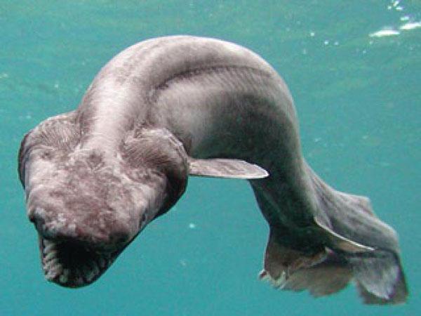 Atrapan en Australia un raro tiburón "prehistórico"-0
