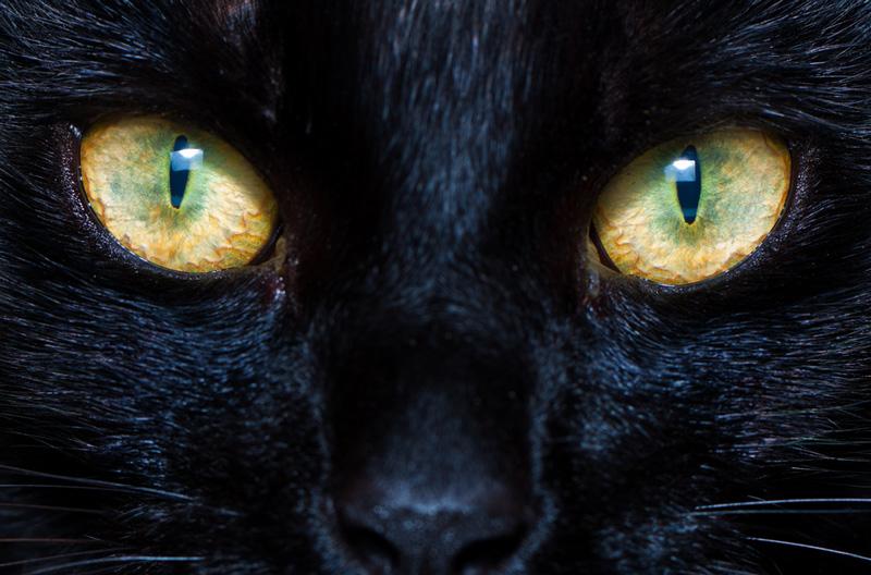 Un estudio revela que los gatos son capaces de ver 'lo invisible'-0