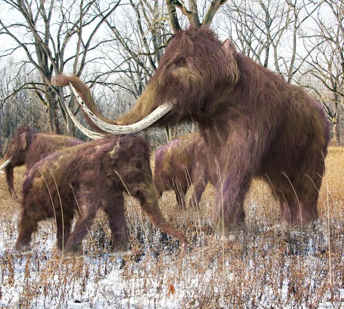 ¿Regresan los mamuts? Científicos lograron dar vida a un elefante moderno injertado con genes de mamut-0