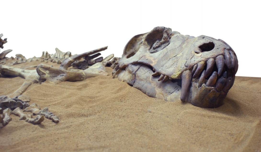 Los antepasados del humano lograron sobrevivir al asteroide que extinguió a los dinosaurios-0