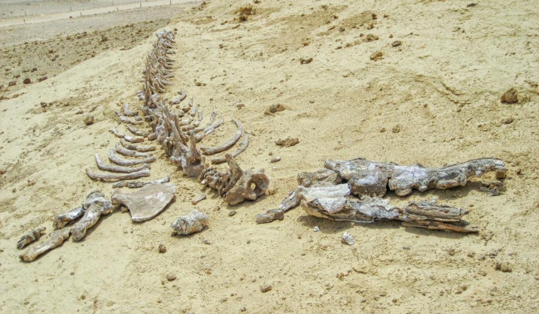 Descubren en el desierto una nueva especie de ballena que vivió hace 41 millones de años-0